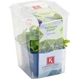 Řeřicha Sechuan čerstvá 1 ks 