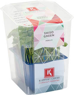 Řeřicha Shiso zelená čerstvá 1 ks