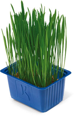 Řeřicha Wheat Grass NL čerstvá 1 ks