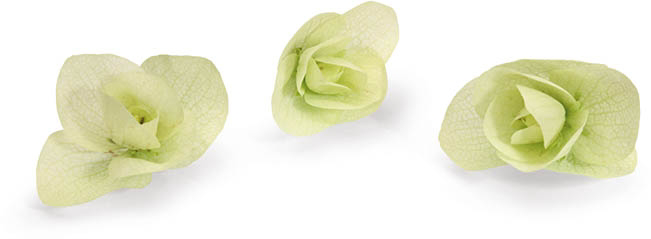 Jedlé květy Floregano čerstvé 20 ks