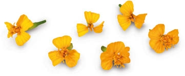 Jedlé květy Anise Blossom chlaz. 50 ks