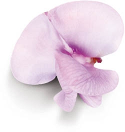 Jedlé květy Bean Blossom chlaz. 20 ks