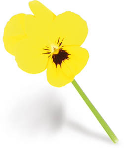 Jedlé květy Cornabria Blossom čerstvé 50 ks