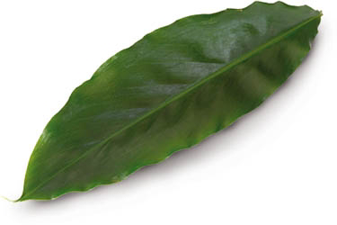 Jedlé listy Cardamon NL čerstvé 15 ks