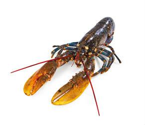 Humr americký chlaz. váž. cca 1 - 1,3 kg