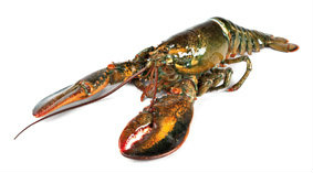 Humr americký chlaz. váž. cca 1,36 kg+