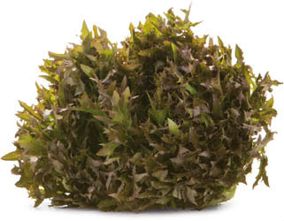 METRO Chef Salát Crispy červený CZ čerstvý 1 ks