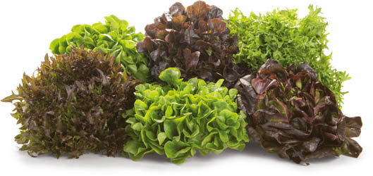 METRO Chef Salát mix 1200 g I. CZ čerstvý 6 ks