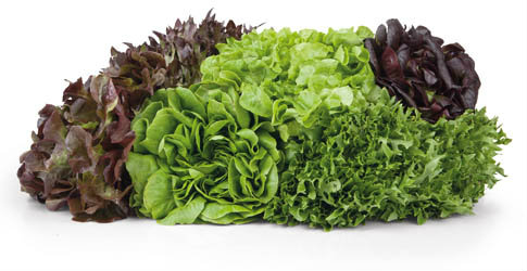 Salát mix 1200 g+ CZ čerstvý 6 ks karton