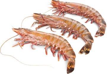 Krevety tygří nevařené 2-4 ks chlaz. váž. cca 1 kg