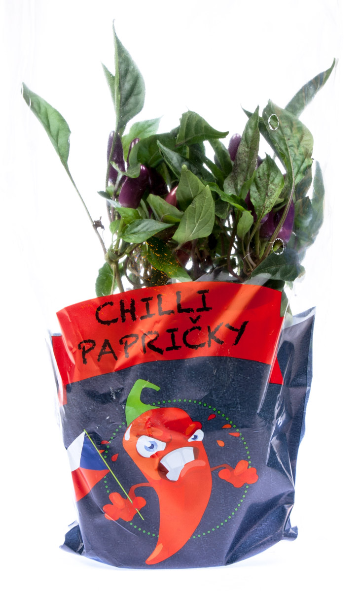 Chilli papričky keřík 1 ks květináč