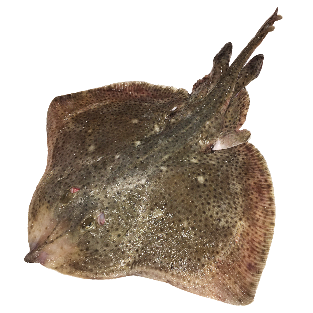 Rejnok dvouskvrnný chlaz. váž. cca 4 kg/ ks