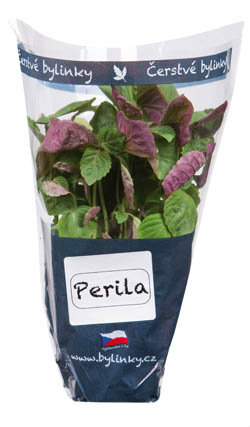 Perilla čerstvá 1 ks kelímek