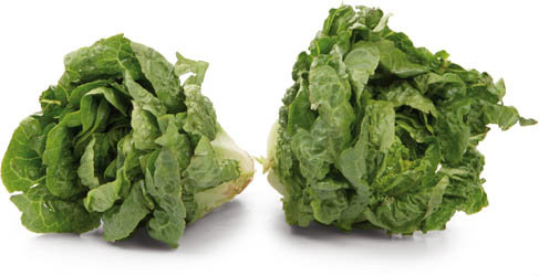 METRO Chef Salát Little Gem zelený CZ čerstvý 2 ks