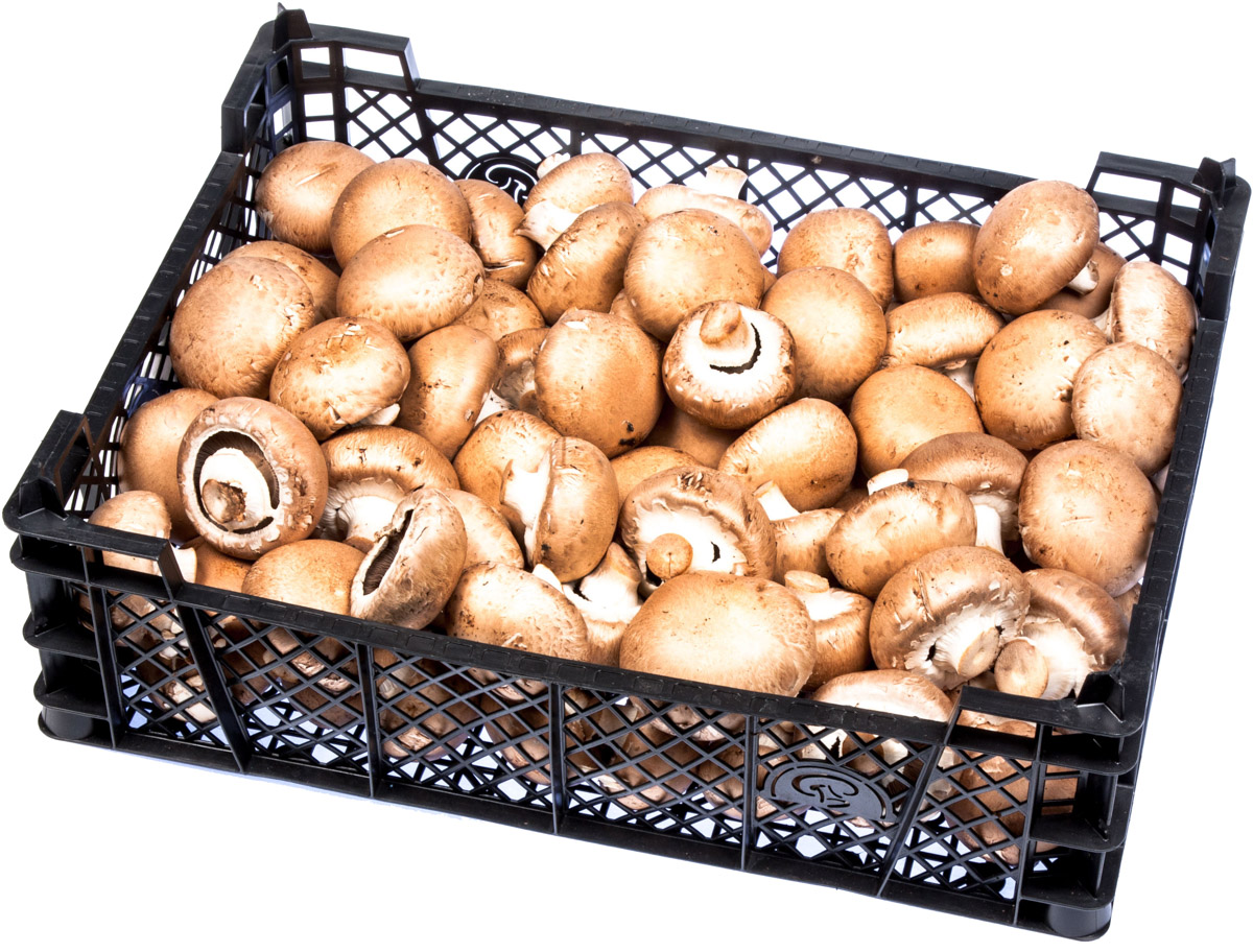 HOLOUBEK A PRAVNUCI Žampiony hnědé volné čerstvé 3 kg