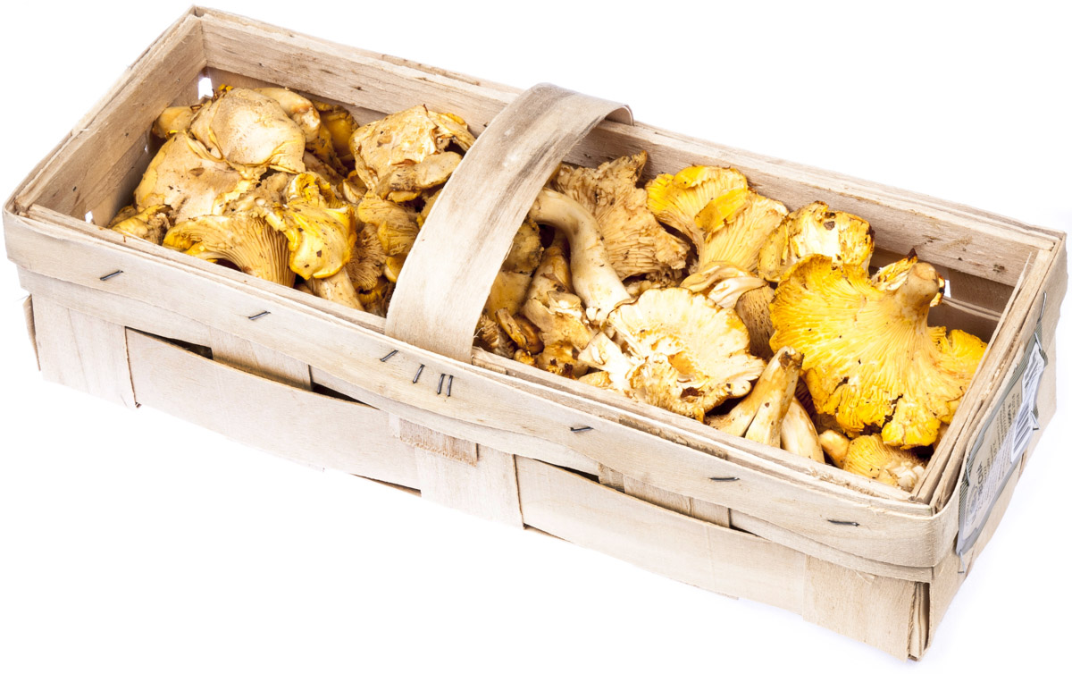 HOLOUBEK A PRAVNUCI Liška obecná 1 kg