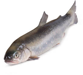 Siven arktický kuchaný ASC chlaz. váž. cca 1 kg+