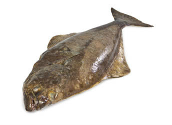 Halibut atlantský celý chlaz. váž. cca 7 - 10 kg