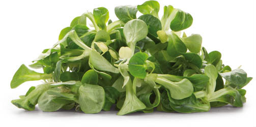 Polníček nepraný čerstvý 125 g vanička