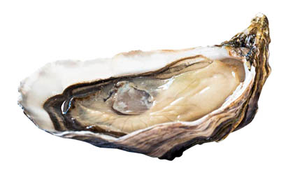 Ústřice velká L'Ultime LR N°2 chlaz. váž. 12 ks