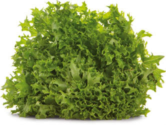 Salát Crispy Biondo CZ 150+ čerstvý 1 ks