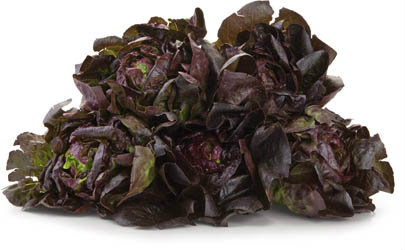 Salát Little Gem červený 500 g I. čerstvý 1 ks