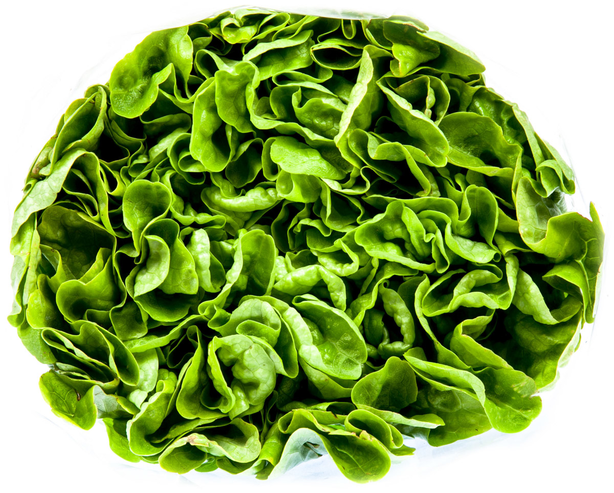 Salát dubový zelený 200 g+ čerstvý 1 ks