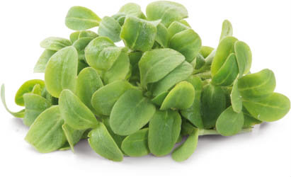 Řeřicha čerstvá 1 ks kelímek