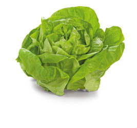 Salát hlávkový 180+ I. SK čerstvý 1 ks