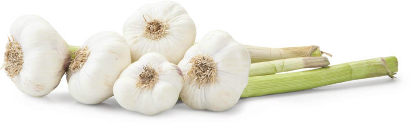 Česenk bílý CZ čerstvý 250 g svazek