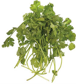 METRO Chef Koriandr čerstvý 500 g