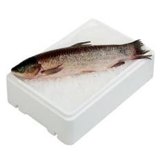 Tolstolobik kuchaný chlaz.