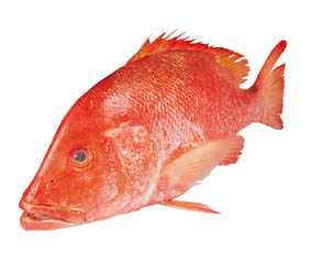 Kanic Sonneratův kuchaný chlaz. váž. cca 300 - 3000 g