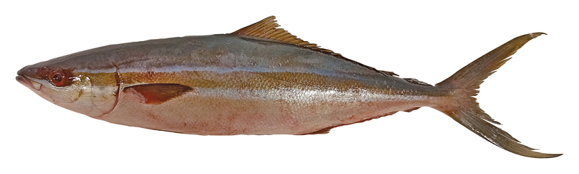 Kranas východní kuchaný chlaz. váž. cca 1 kg