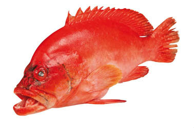 Kanic červenohnědý chlaz. váž. cca 1 kg