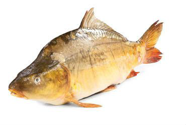 Kapr obecný kuchaný chlaz. váž. cca 1,7 - 2,5 kg