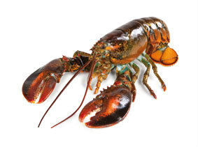 Humr americký Select II chlaz. váž. cca 900 - 1000 g