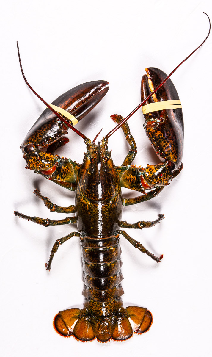 Humr americký Jumbos chlaz. váž. cca 1,36 kg+