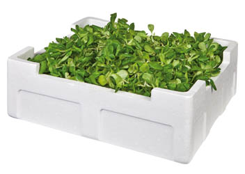 Polníček nepraný čerstvý 1 kg karton