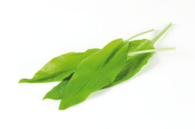 HOLOUBEK A PRAVNUCI Česnek medvědí CZ čerstvý 50 g sáček