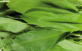 HOLOUBEK A PRAVNUCI Česnek medvědí CZ čerstvý 500 g dřevěný koš