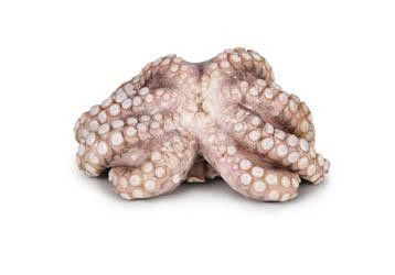 Chobotnice obecná chlaz. váž. cca 0,8 - 1,5 kg DF