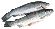 Pstruh duhový kuchaný chlaz. váž. cca 300 - 400 g