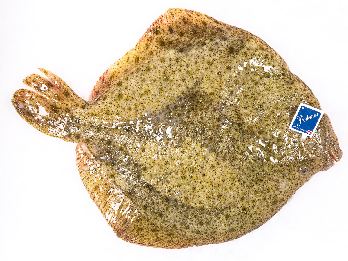 Kambala velká chlaz. váž. cca 800 - 1000 g