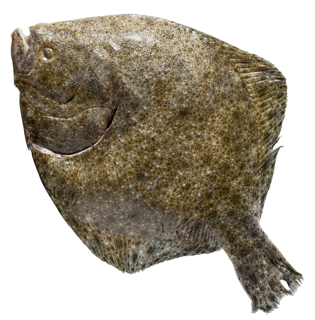 Kambala velká chlaz. váž. cca 2,5 - 3 kg