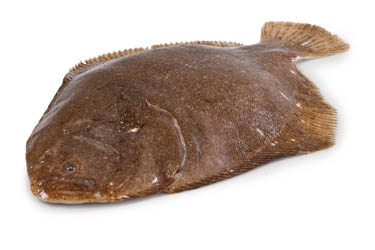 Kambala velká chlaz. váž. cca 3 - 4 kg