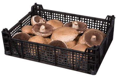 METRO Chef Žampiony Portobello I. CZ čerstvé 1,5 kg