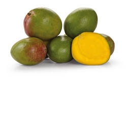 Mango Hard Kent 530g+ čerstvé 1 ks