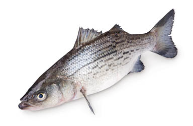 *VLK MOŘ.DIVOKÝ NEK.3-4kg