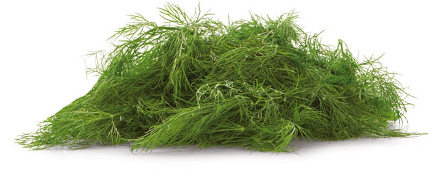 METRO Chef Kopr čerstvý 100 g